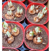 코로커스 (노랑)