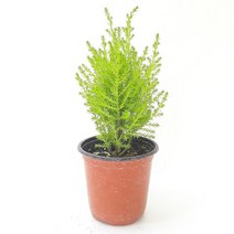 실내공기정화식물 (소) 키우기 공기청정식물 물주기 율마 백량금 집에서키우기쉬운식물 집에서키우는식물