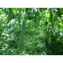 수세미씨앗 10립/20립/25립/30립/50립/수세미열매씨앗/수세미 국내채종종자, 10립
