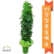 고급 대형화분 개업 축하 화분 전국 당일배송, 18. 홍콩야자