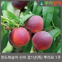 [뿌리원예] 신비 천도 복숭아나무 묘목 / 접목묘 1년생