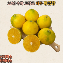 제주 가정용 선물용 제철 황금향, 3kg(7~15과)