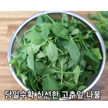 [국내산/국산] 부드러운 고추잎나물 400g 1kg 생 고춧잎 나물 생고추잎 고추잎 당일 채취 건고추잎 싱싱한 고춧잎나물 생고춧잎 항산화 기력회복 당뇨 골다공증 나물용