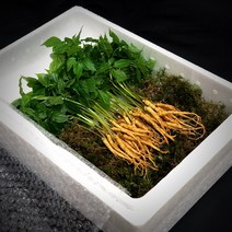 삼록초농원 새싹삼 새싹인삼, 1box, [선물포장]대 35