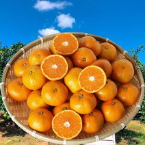 내고향농수산 2022년 제주 황금향 3KG 제주감귤 노지귤 조생귤 5kg 10kg, L사이즈