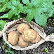 강원도 햇감자 수미감자 품질 최상급 3kg 5kg, 3kg 왕특(요리용), 1개