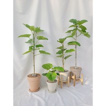 산소탱크 휘카스 움베르타, 토피어리형, 용인처인구.화성.오산.철원.강화, 특 대형 + 롱 화이트색 독일토분