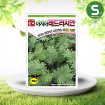 레드러시안씨앗 1000립 케일 씨앗 종자 적자색, 단품