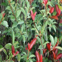 틔움해찬농원 조경수 울타리나무 레드로빈 홍가시나무 묘목 포트묘, 레드로빈 홍가시 묘목, 1개