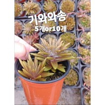 기와와송-5개or10개/오래된 집 기와 위에서 자라는 식용 와송, 5개