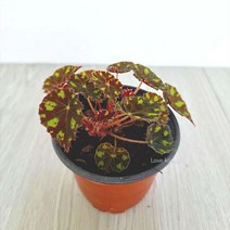 타이거베고니아 베고니아 키우기쉬운, 카멜리아언덕 본상품선택