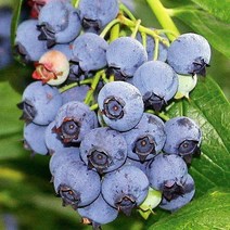 목하원예조경 블루베리 나무 묘목 블루레이 4년생 결실주