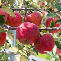 [청년연구소] 청송 꿀땡이 사과 5kg 15-17과(중과), 단품