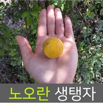 국산 탱자 열매 노란탱자 생탱자 생지실 1kg 민가없는 청정산골, 3kg, 1개