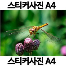 A036-6/스티커사진 A4 잠자리사진 방수라벨지 실사코팅 핸드폰사진인화 프린트할수있는곳 사진인쇄 사진출력 인쇄출력, 스티커사진(잠자리사진)