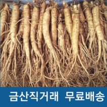 금산 수삼 인삼 작은 실삼계 삼계탕용 가정용인삼, 1세트, 실속형 250g((30-40뿌리)