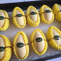 진짜 태국망고 당도선별 항공수입, 310g(선물용), 10개