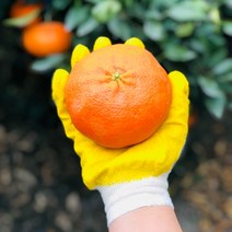 제주 레드향 3kg 5kg 10kg, 레드향 가정용 3KG 중대과