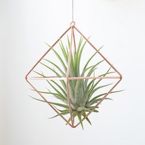 꼬띠 틸란드시아 이오난사 골드&블랙 오너먼트, 정사각(골드)