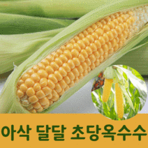 청정지역 밀양 산지직송 특상품 14cm이상 10개입 20개입 달달콤 아사삭 초당옥수수