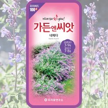 네페타 씨앗 100립 꽃씨 몰 종자 캣닙 캣민트 개박하, 단품