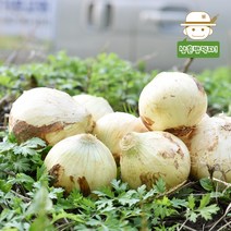 [삼촌농장] 단단한 전남 무안 햇 양파 2kg 3kg 5kg, 양파(소)2kg