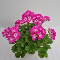 버뮤다제라늄 로즈 (중품) / 제라늄