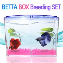 피알피쉬 베타 박스 브리딩 세트 어항, 주황