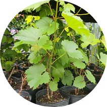 머루나무 개량머루 묘목 3주, 포트묘3주, 1개