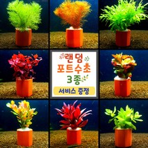 [미초] 바닥재 없이 초보도 키울 수 있는 포트수초 3종(서비스증정) / 포트수초 / 초보수초 / 어항수초