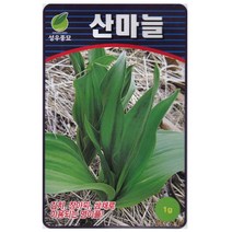 성우 산마늘씨앗 1g 명이나물 종자, 1개