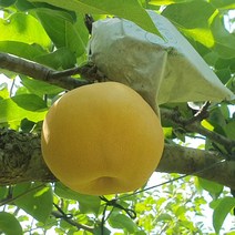 나주배 햇배 신고배 3kg 5kg 15kg 특품 가정용 선물용 제수용, 나주배 특품 5kg 6-7과
