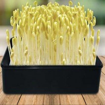 노란 콩나물재배기 집에서 콩나물키우기 세트 콩나물시루, 상세페이지 참조