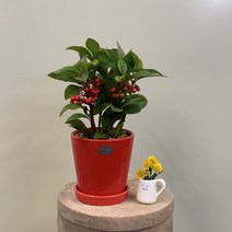 천냥금-자금우 빨간색 화분(마사) 싹쓰리식물원