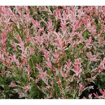 묘목/모종 무늬버들(플라밍고샐릭스) 포트/5개 R0570