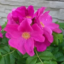 찔레나무(루고사루브라)3g(300립)장미대목