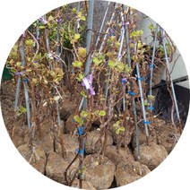 키위 참다래 레드키위 골드키위 결실주