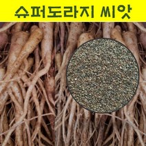 슈퍼도라지씨앗 30g/으뜸도라지종자/국내채종 wj103, 1개