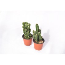 서비내 귀면각 선인장(기둥선인장) Cereus jamacaru 플랜테리어 인테리어 반려식물 공기정화식물 서비야드플라워아울렛