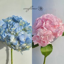 [코코 플라워] 수국 부케 생화택배 꽃배달싼곳, 연핑크