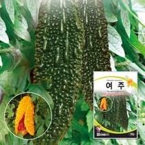 여주종자 여주씨 씨앗 10립