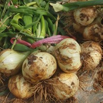 무안 양파 햇양파 만생종양파 장아찌용양파 산지직송, 무안 황토밭 양파 중대혼합 5kg