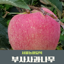 서울농원묘목/사과나무묘목 미야비 부사 홍로 시나노골드 아오리(청사과) M26대목 특묘, 미야비부사
