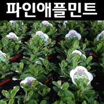 파인애플민트 다년생 허브 10cm포트 5개/야생화