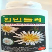 AR 흰민들레 1L 씨앗