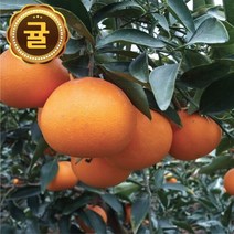 국내육성 신품종 3년생 사라향 / 국내산 천혜향 고유의 향기 가정원예 농가과수용, 1개