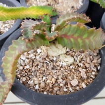 [해뜰다육] 스텔라타 다육식물 선인장, 1개