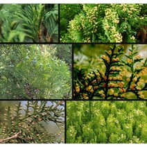 서양측백묘목 30주