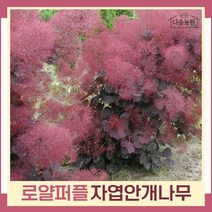 안개나무 묘목 자엽안개 로얄퍼플 p9포트 2개