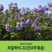 착한가격 나무생각 라일락나무 묶음모음, 라일락H1.2(1m20cm)10주묶음